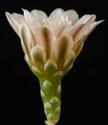 Gymnocalycium stuckertii